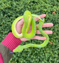 Load image into Gallery viewer, Adult Lereh Green Tree Python (Female)