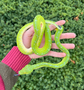 Adult Lereh Green Tree Python (Female)