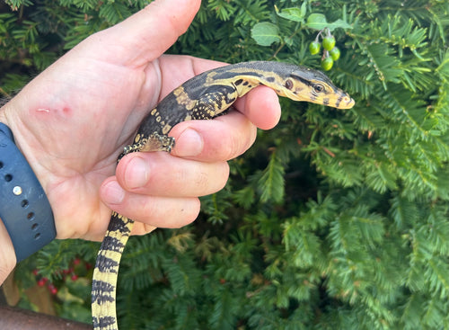 CBB Baby Asian Water Monitor (3)