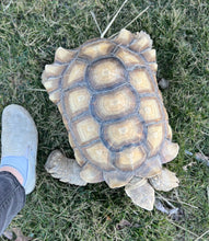 Load image into Gallery viewer, Adult Sulcata Tortoise (Male)
