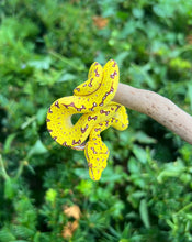 Load image into Gallery viewer, Baby Biak Green Tree Python (2)