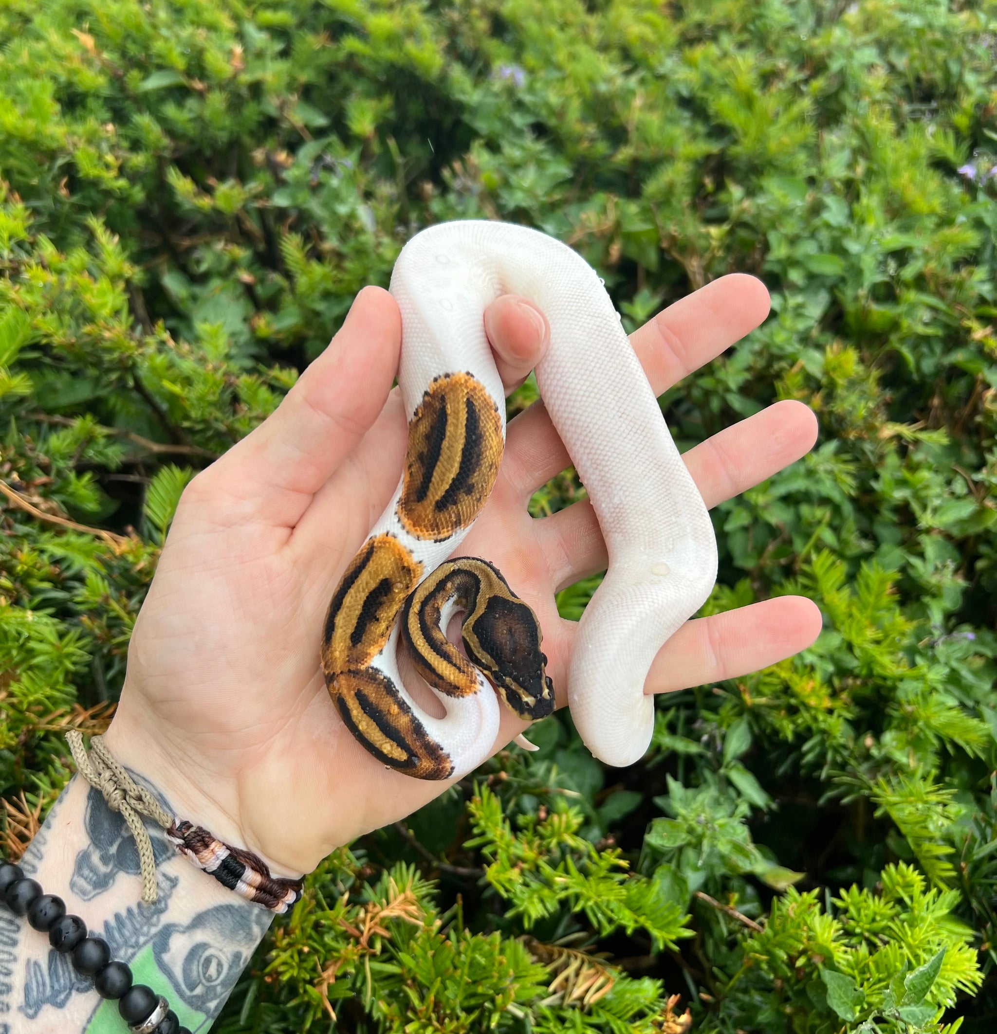 Ball Pythons – Page 2 – Scales and Tails of Ohio