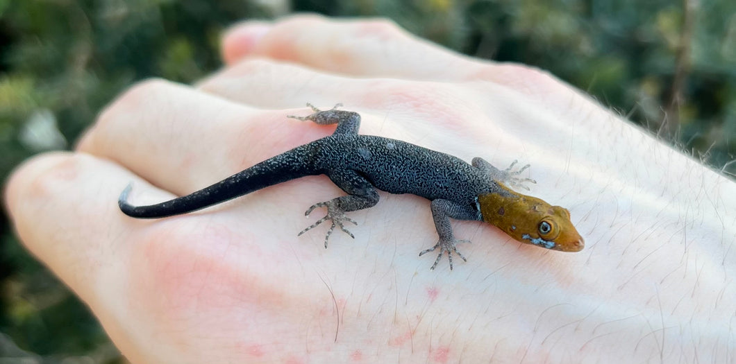 Adult Central American Yellow-Headed Gecko