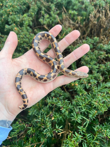 Adult Saharan Sand Boa (Male 3)