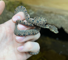Load image into Gallery viewer, Baby Amazon Tree Boa (Male 2)