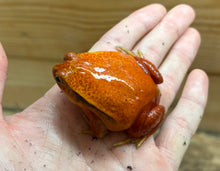 Load image into Gallery viewer, Adult Tomato Frog