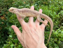 Load image into Gallery viewer, Desert Iguana