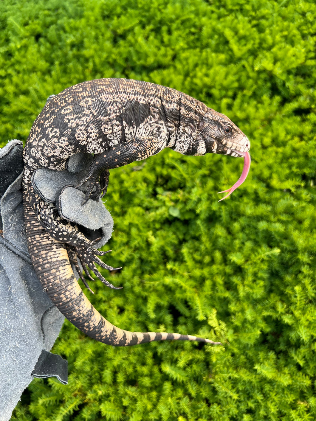 Sub-Adult Argentine Black and White Tegu