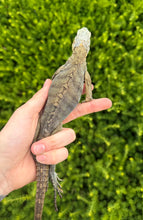 Load image into Gallery viewer, Juvenile Lewisi Rock Iguana (Male 2)