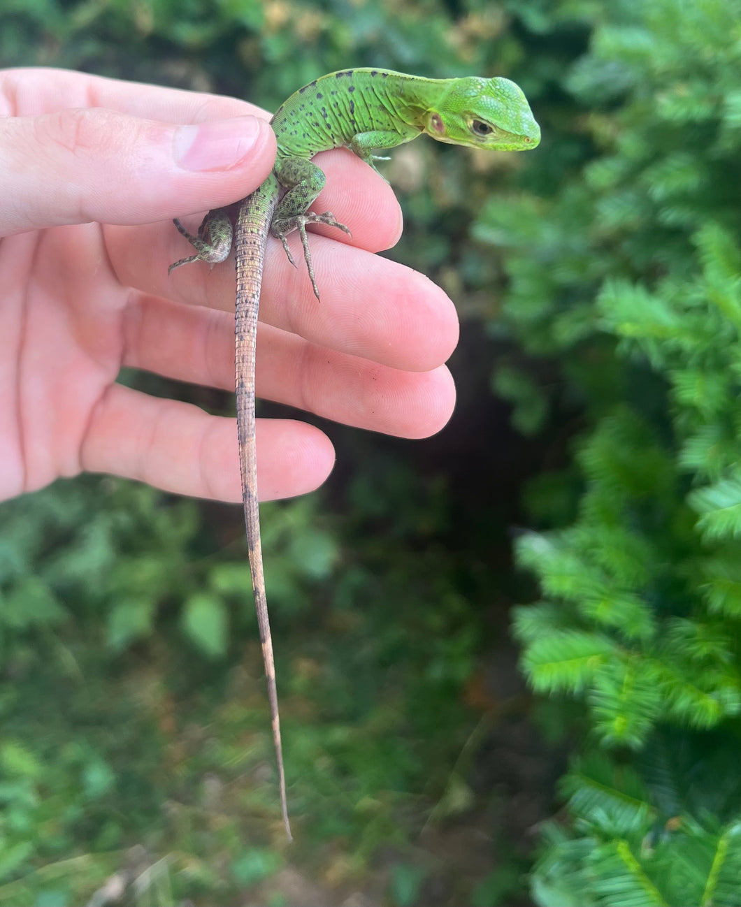Baby Spiny Tailed Iguana