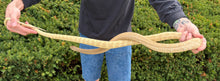 Load image into Gallery viewer, Adult Sulphur Oriental Ratsnake