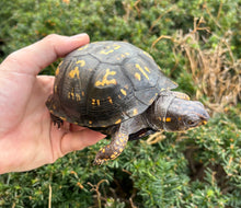 Load image into Gallery viewer, Adult Eastern Box Turtle (Female 2)