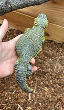 Load image into Gallery viewer, Adult Yellow Uromastyx (Male)