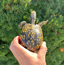 Load image into Gallery viewer, Adult Eastern Box Turtle (Female 1)