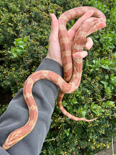 Adult Corn Snake (Male)