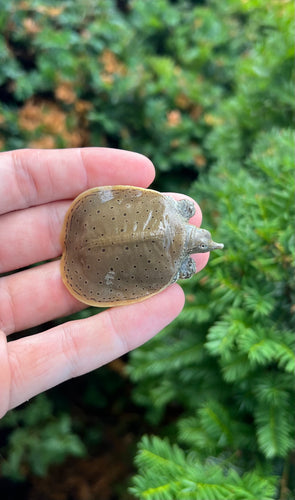 Baby Spiny Softshell Turtle