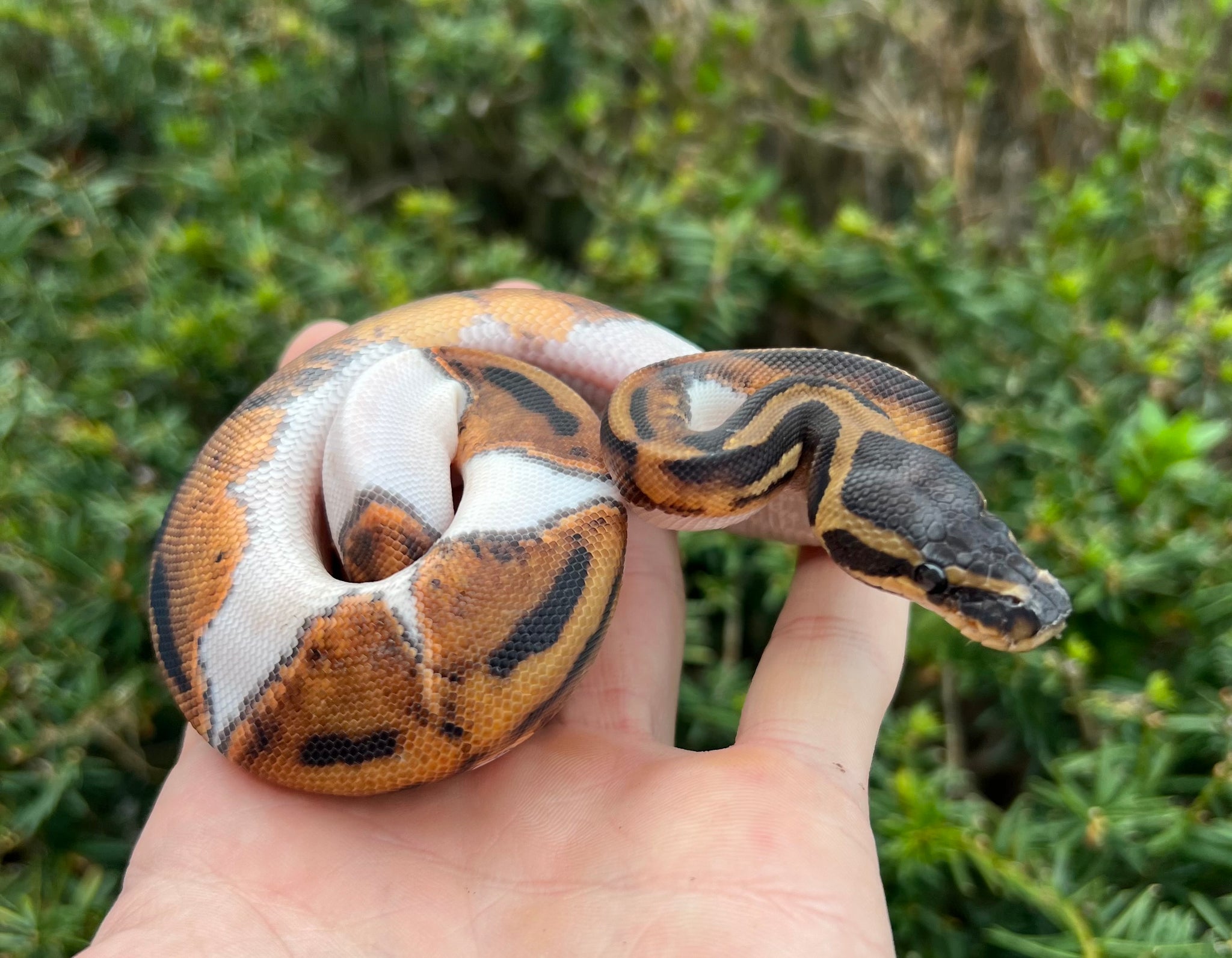 Baby Pied Ball Python (Female) – Scales and Tails of Ohio