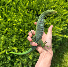 Load image into Gallery viewer, Adult Green Tree Monitor (Male 1)