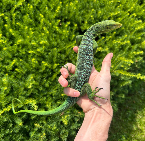 Adult Green Tree Monitor (Male 1)