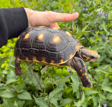 Load image into Gallery viewer, 6” Red Foot Tortoise (2)