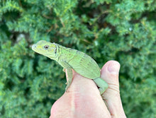 Load image into Gallery viewer, Baby Florida Orange Pectinata Iguana