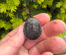 Load image into Gallery viewer, Baby Pink-Bellied Sideneck Turtle