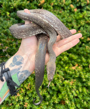 Load image into Gallery viewer, Sub-Adult Macklot’s Python (Female)