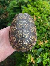 Load image into Gallery viewer, Adult Eastern Box Turtle (Female 1)