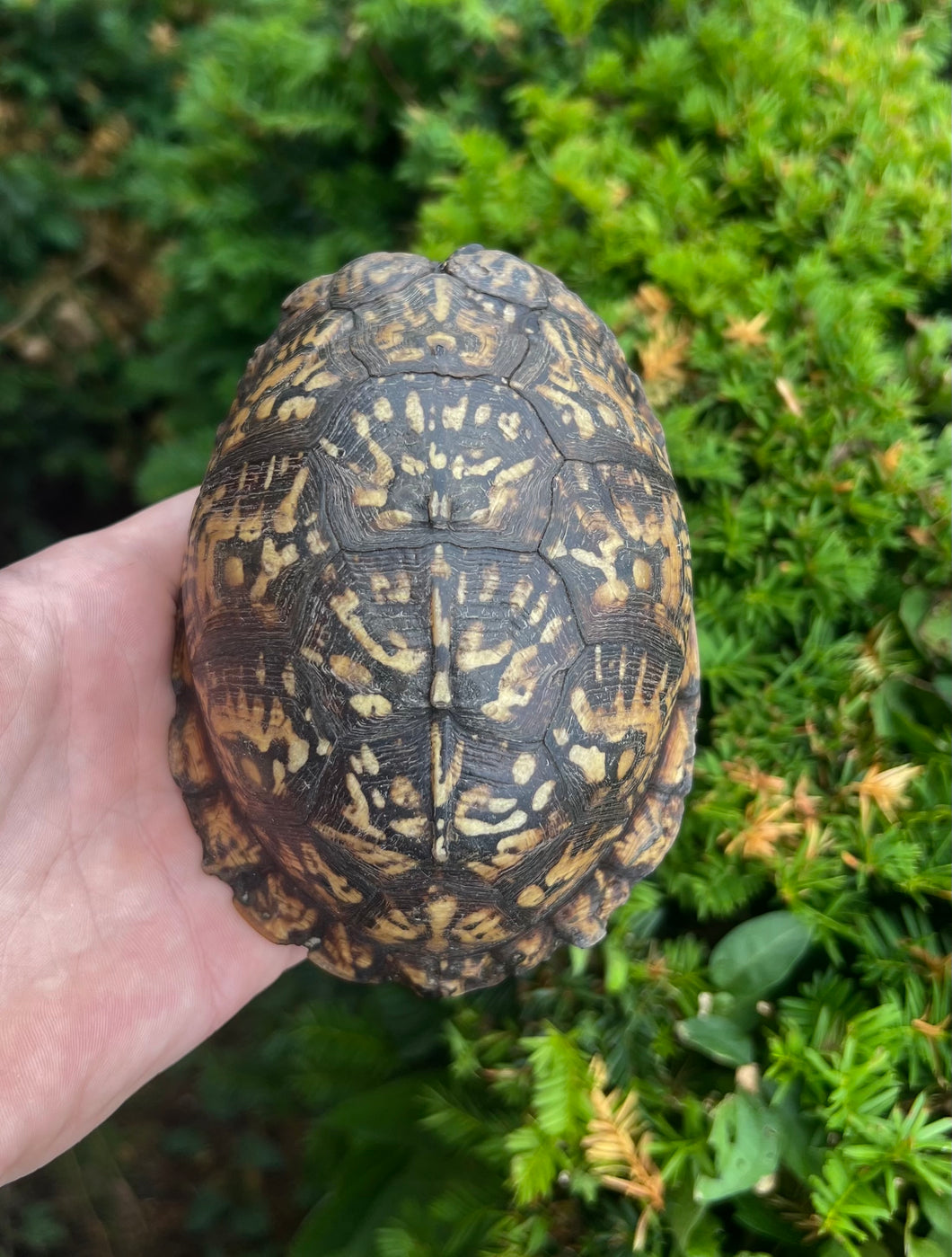 Adult Eastern Box Turtle (Female 1)