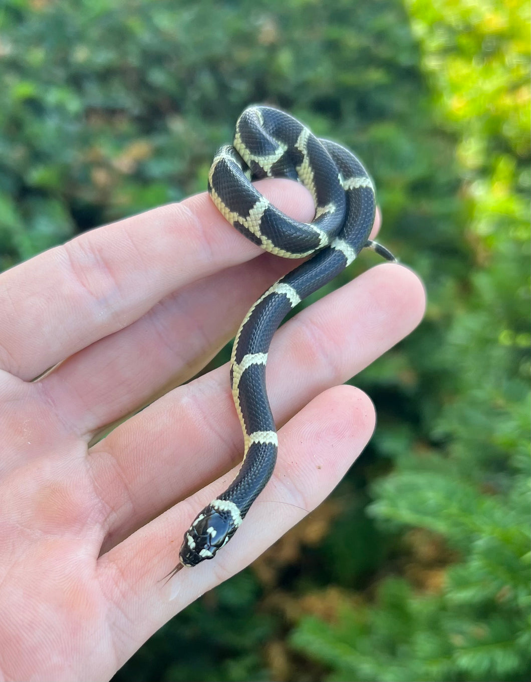 Baby Chain Kingsnake
