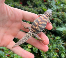 Load image into Gallery viewer, Baby Ornate Uromastyx (3)