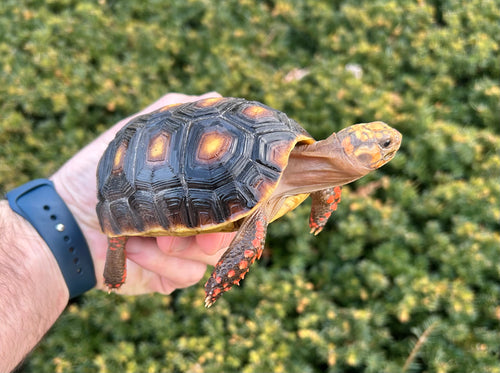 5” Red Foot Tortoise