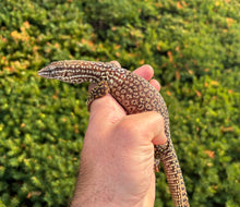Load image into Gallery viewer, Adult Red Ackie Monitor (Female)