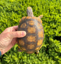 Load image into Gallery viewer, Small Yellow-Foot Tortoise (6)