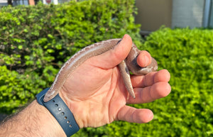 Sub-Adult Anery Striped het Paint Kenyan Sand Boa (Male)
