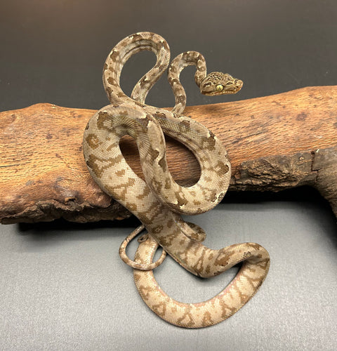 ‘Garden Phase’ Amazon Tree Boa (Male 4)