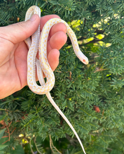Adult Plains Garter Snake (Male)
