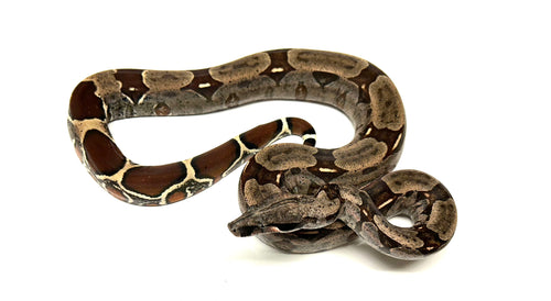Sub-Adult Guyana Boa (Female 3)