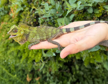 Load image into Gallery viewer, 1.1 Adult Blue-Eyed Crested Dragon