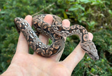 Load image into Gallery viewer, Baby Dumeril’s Boa (Female 1)