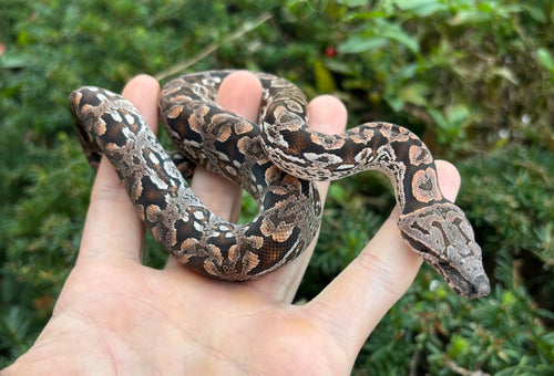 Baby Dumeril’s Boa (Female 1)