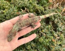 Load image into Gallery viewer, Adult ‘High-Red’ Mainland Chahoua Gecko (Male)