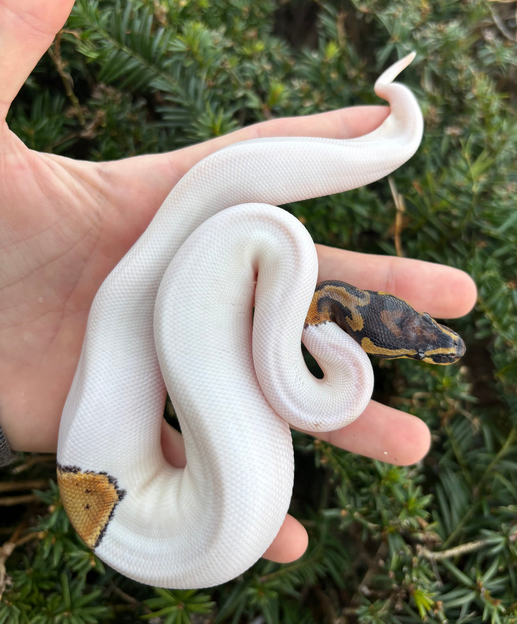 Baby ‘High-White’ Pied Ball Python (Female 1) – Scales and Tails of Ohio