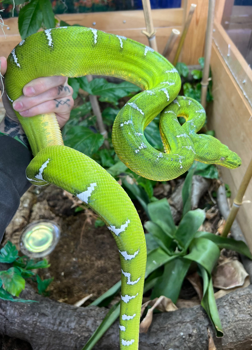 XL Adult Emerald Tree Boa (Female 1) – Scales and Tails of Ohio