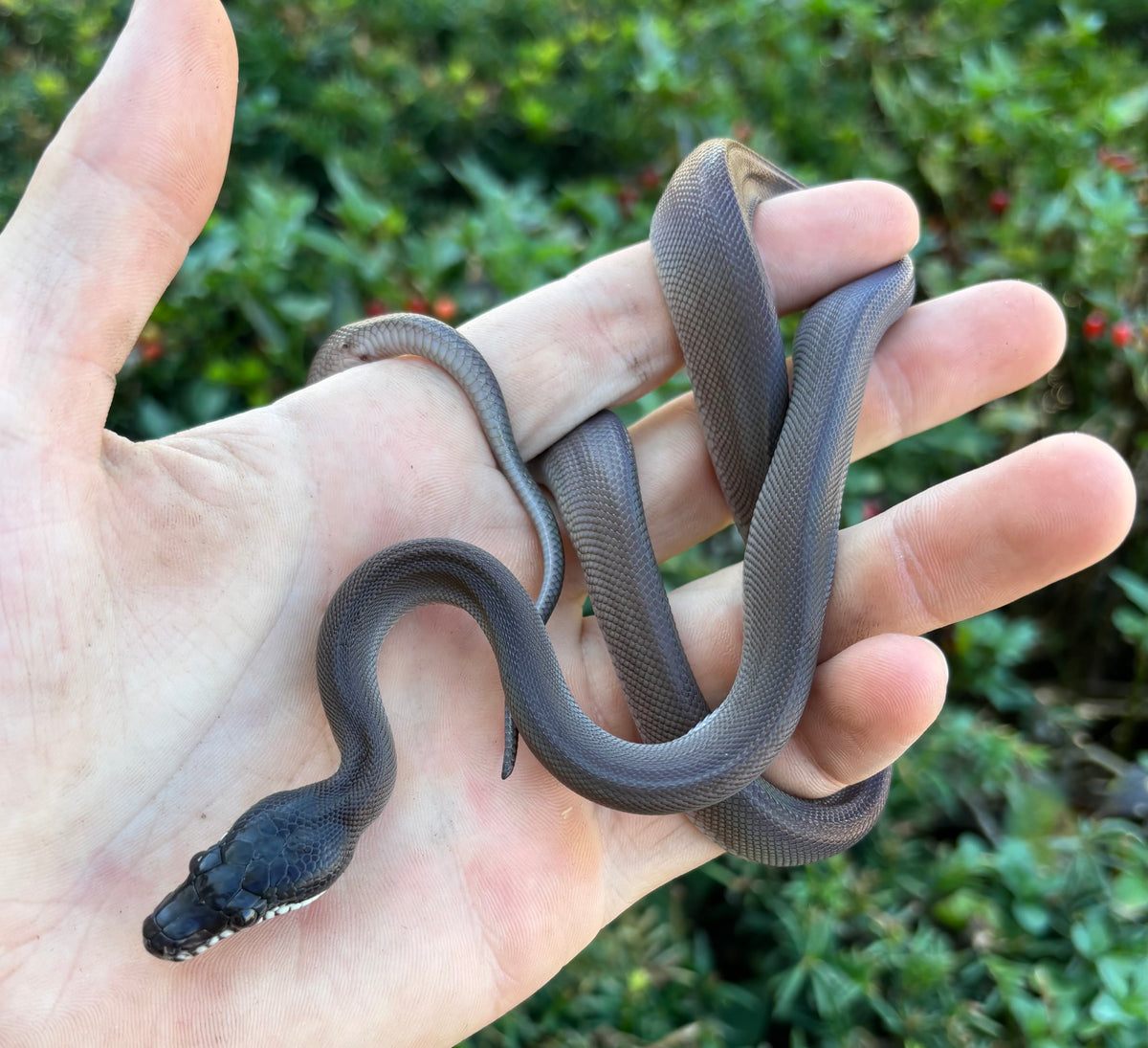 Baby Southern Black White-Lipped Python (Male) – Scales and Tails of Ohio