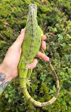 Load image into Gallery viewer, Sub-Adult Green Iguana (Male)