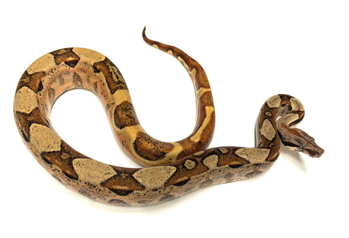 3’ Hypo Jungle Columbian Red-Tailed Boa Constrictor (Male)