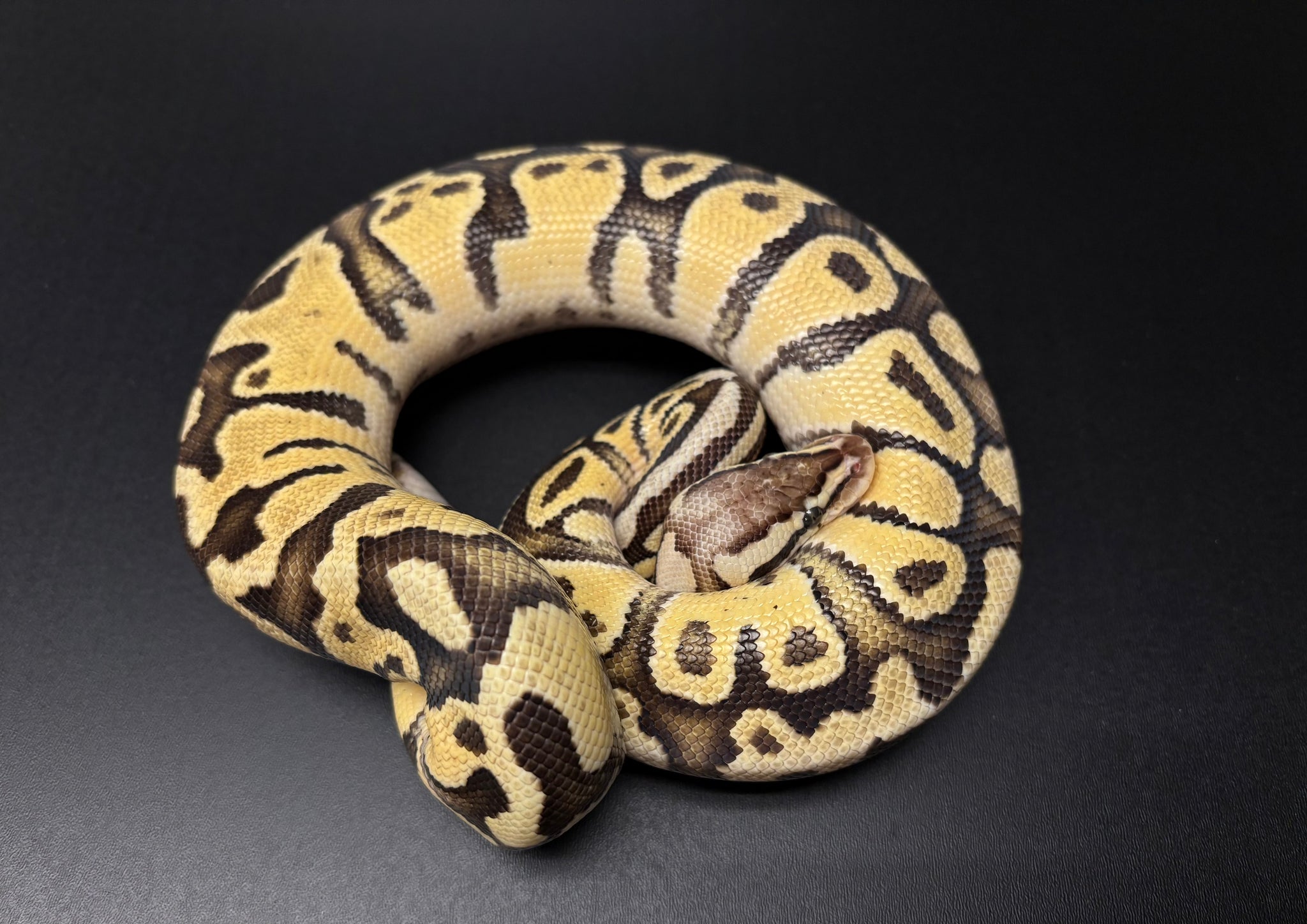Sub-Adult Super Pastel Ball Python (Male) – Scales and Tails of Ohio