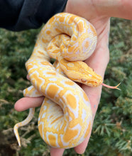 Load image into Gallery viewer, Baby Albino Burmese Python 100% het Green Patternless (Female)