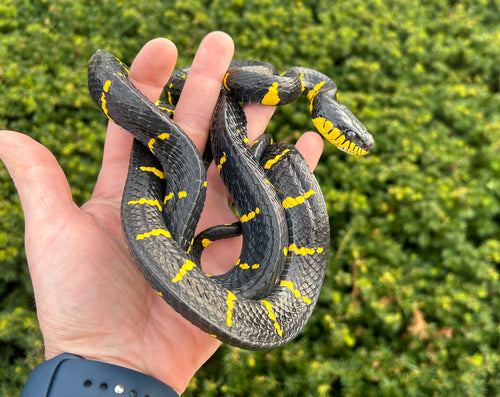 Adult Malaysian Mangrove Snake (Female)